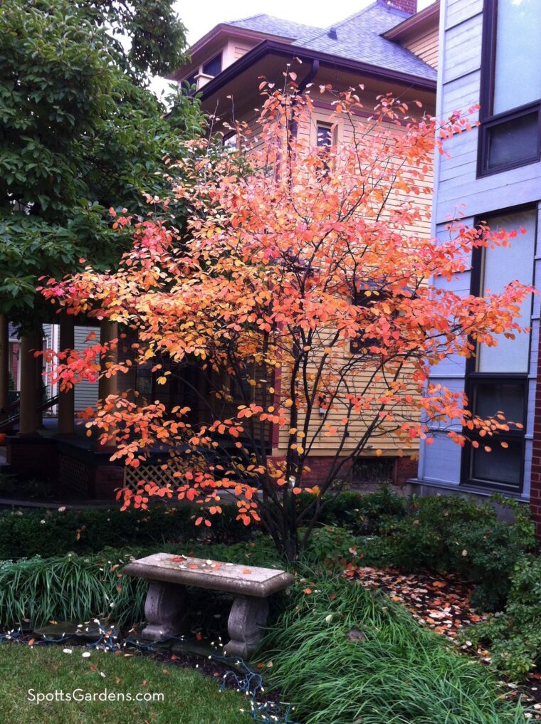Small tree with orange fall leaves
