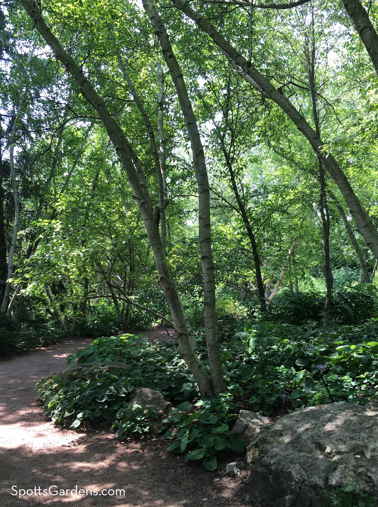 Birch leaning over path