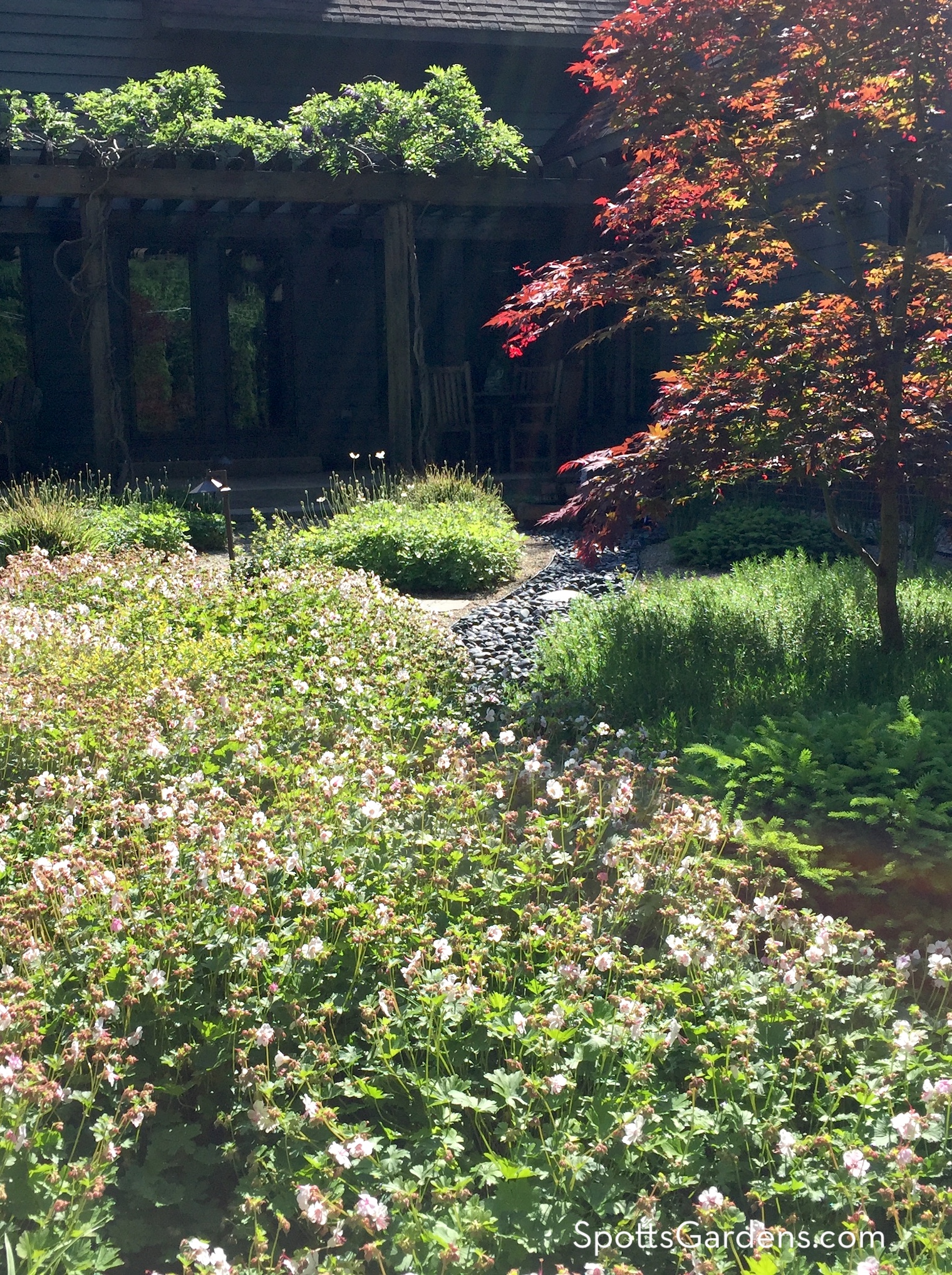 Japanese inspired garden with pergola