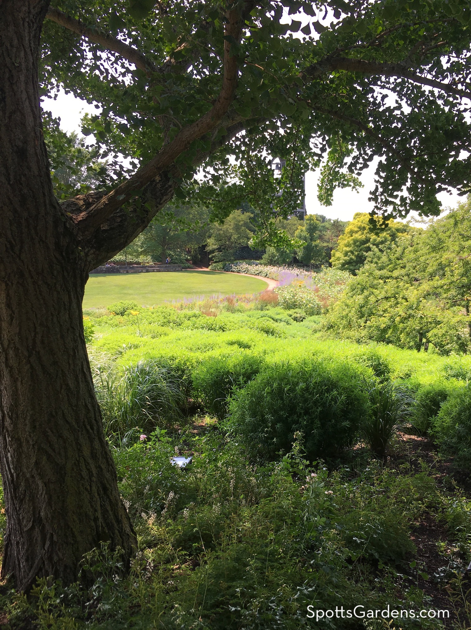 Large shade tree