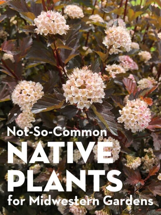 Not-So-Common Native Plants for Midwestern Gardens