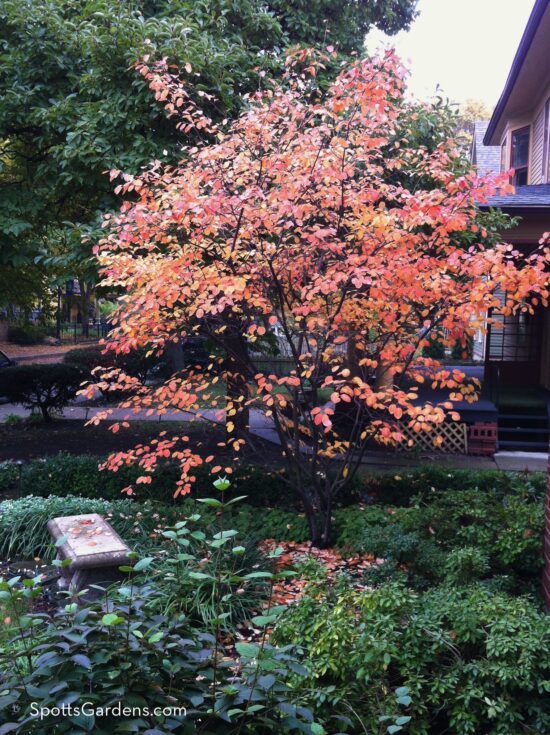 Small tree in fall