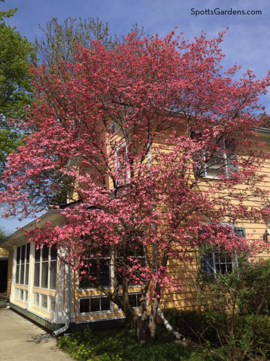 Pink blooming Cornus florida tree