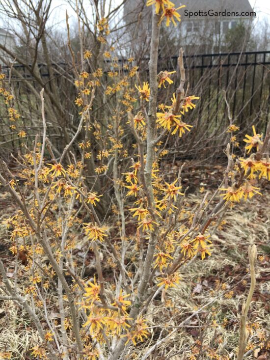 Hamamelis virginiana (witch hazel)