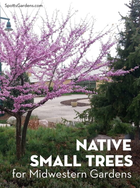 Native Small Trees for Midwestern Gardens