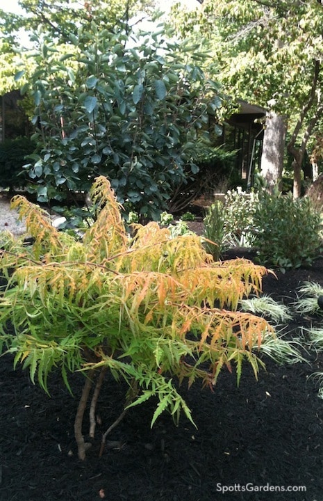 Rhus typhina Tiger Eyes