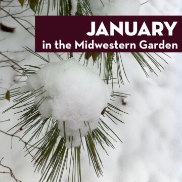 January in the Midwestern Garden