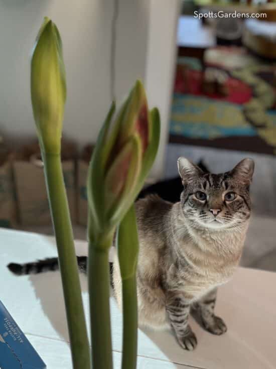 Cat with amaryllis