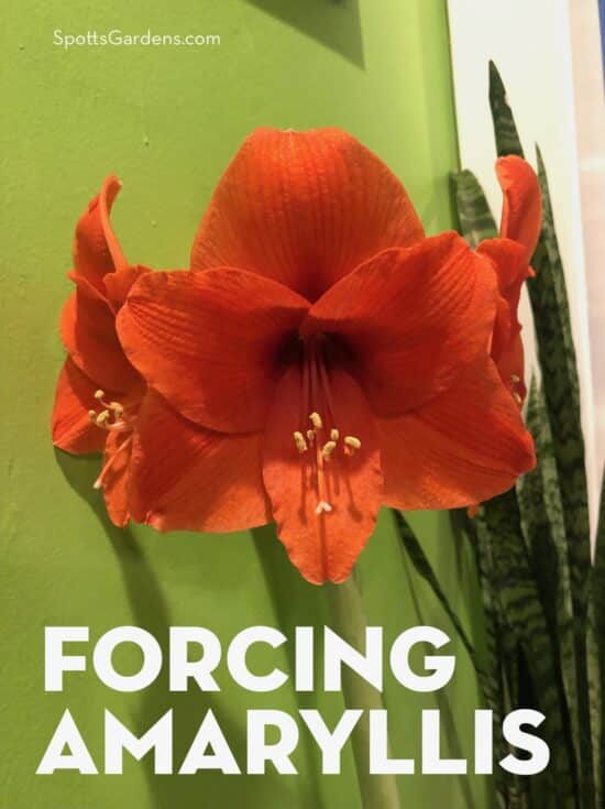 Forcing Amaryllis