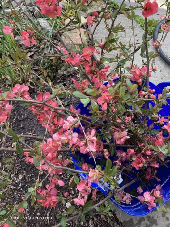 Forced stems of flowering quince