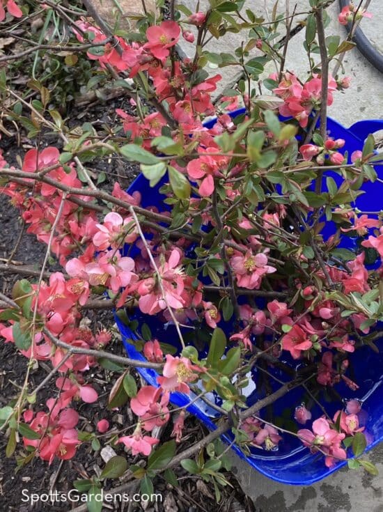 Forced flowering stems of quince