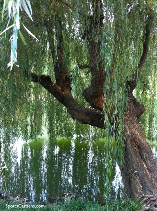 The trailing branches of a willow tree hang over the still green surface of a lake.