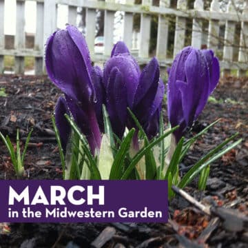 March in the Midwestern Garden 