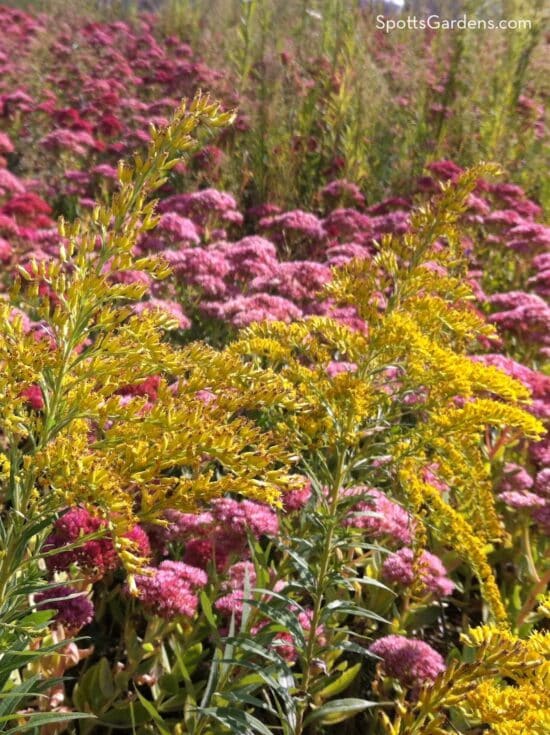 Sedum and goldenrod