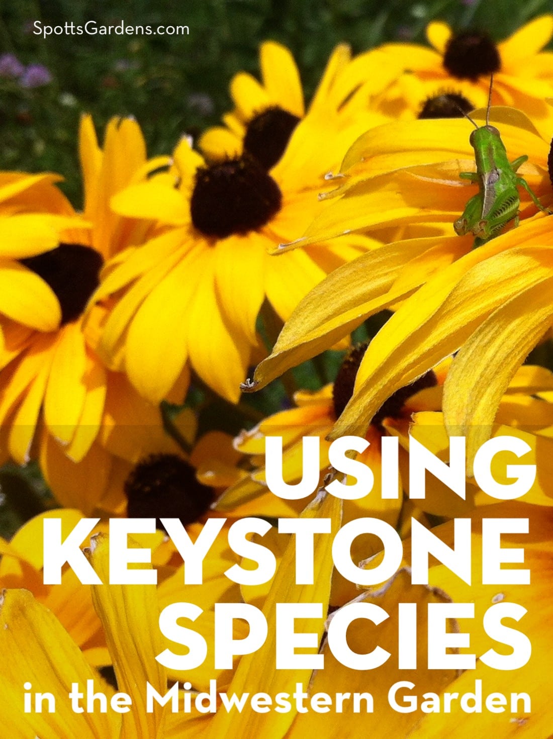 Using Keystone Species in the Midwestern Garden 
