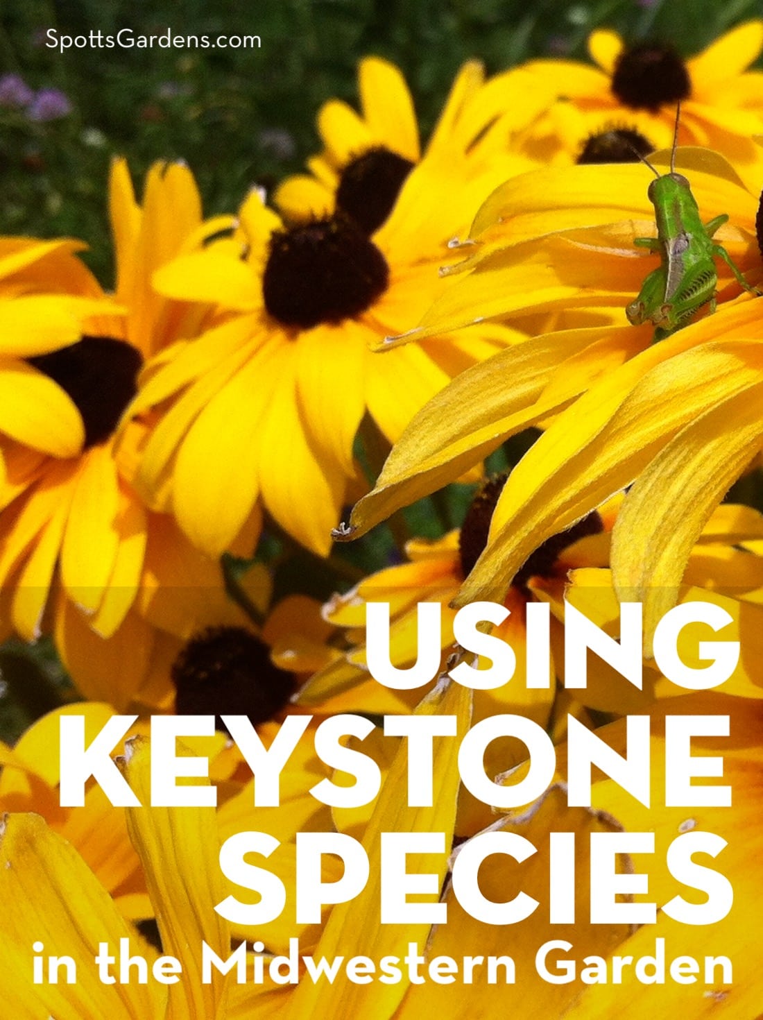 Using Keystone Species in the Midwestern Garden