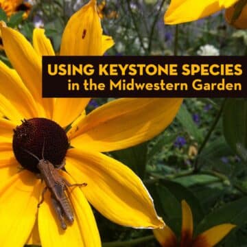 Using Keystone Species in the Midwestern Garden