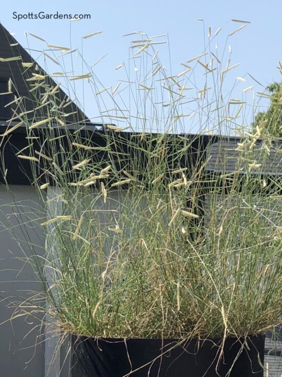 Bouteloua gracilis 'Blonde Ambition.' Blue grama grass is native to Indiana.