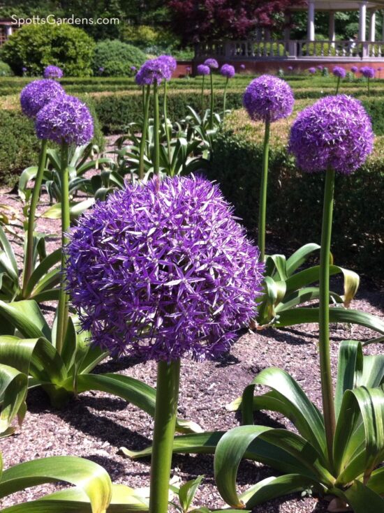 Giant allium flowers