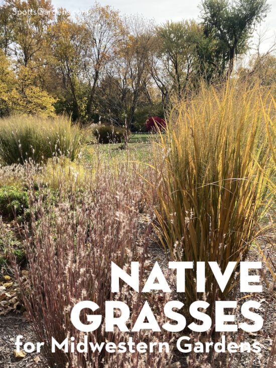 Native Grasses for Midwestern Gardens