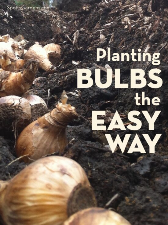 Planting Bulbs the Easy Way