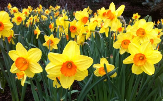 Field of yellow daffodils with orange centers