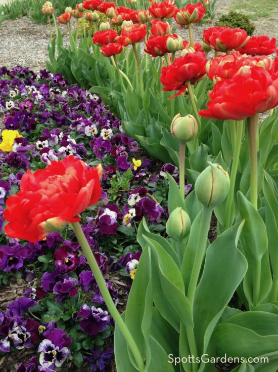 Garden with red, ruffled tulips blooming next to short purple flowers