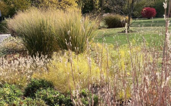 Fallscape with switchgrass and little bluestem