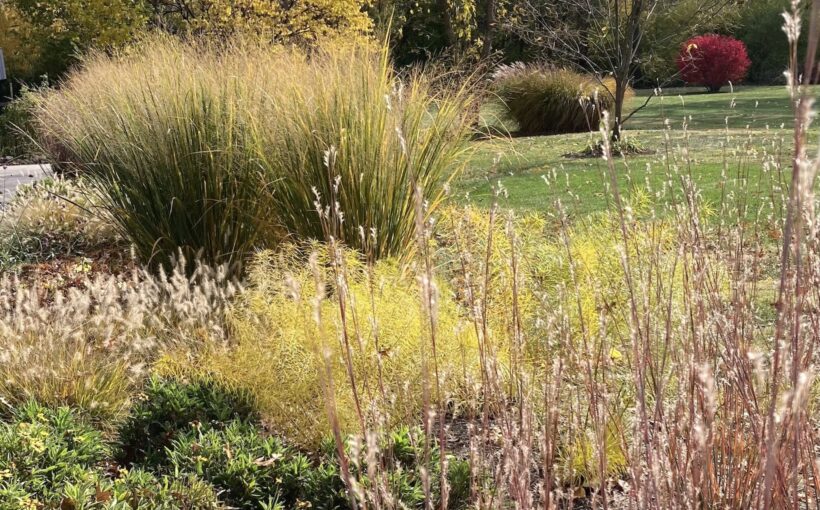 Native Grasses for Midwestern Gardens