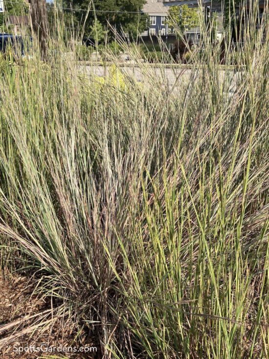 Scizachyrium scoparium The Blues, a grass native to Indiana