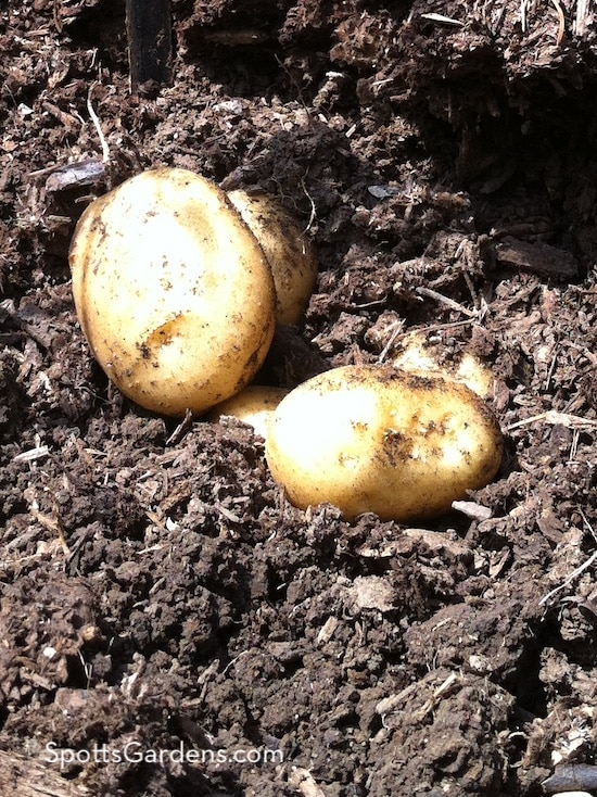 Potatoes in home garden