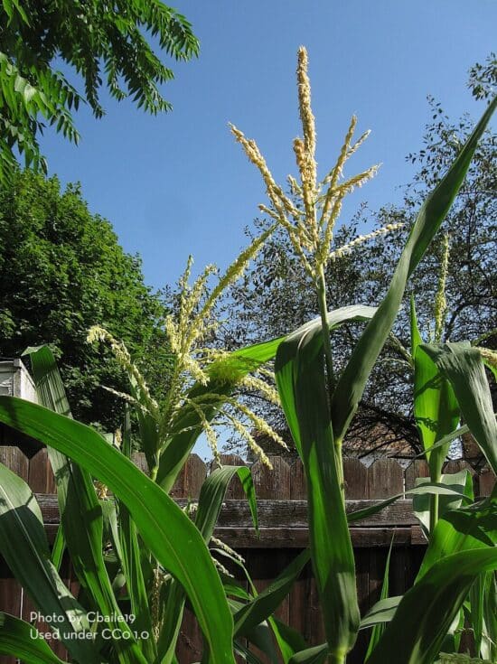 Corn with tassels