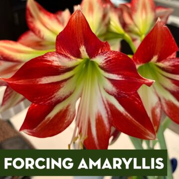 Forcing Amaryllis
