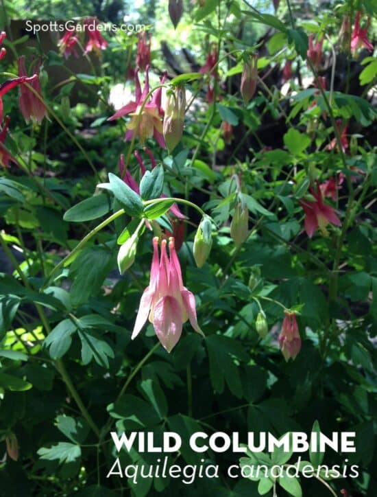 Wild Columbine, Aquilegia canadensis