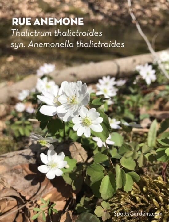 Rue anemone, Thalictrum thalictroides, Anemonella thalictroides