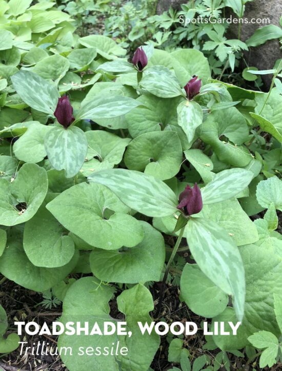 Toadshade, Wood Lily, Trillium sessile