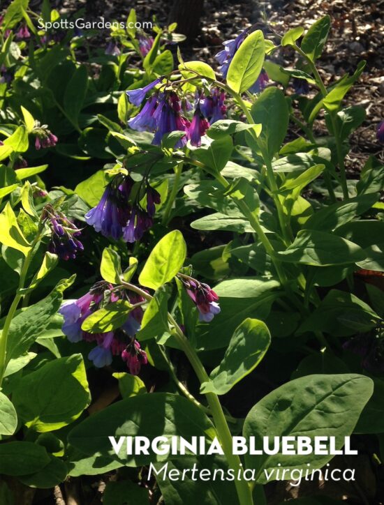 Virginia bluebells, Mertensia virginica