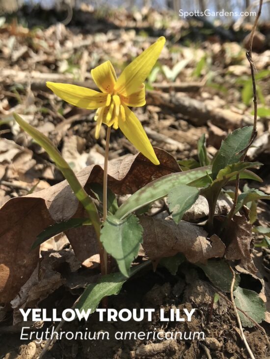 Yellow Trout Lily, Erythronium americanum
