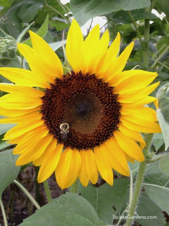 Bumblebee sitting on the center of a sunflower