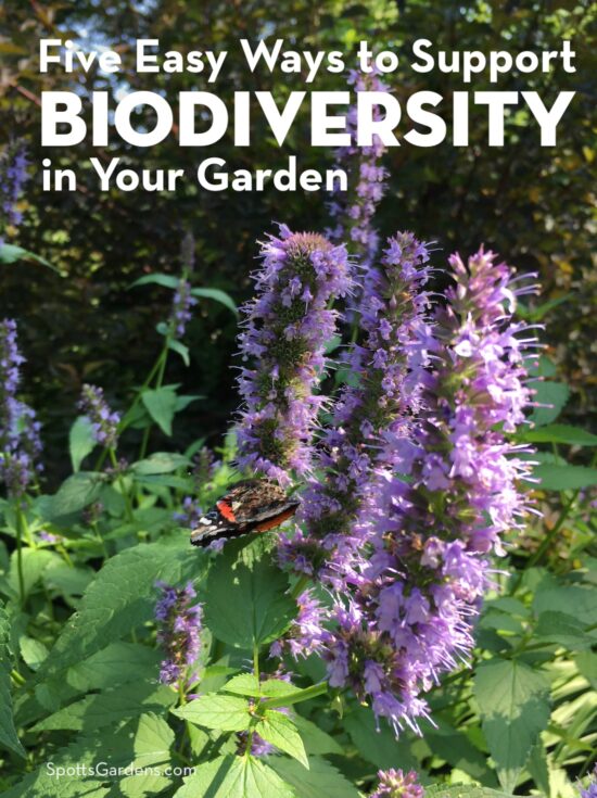 Five Easy Ways to Support Biodiversity in Your Garden