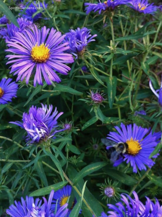 Native New England aster flowers.