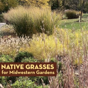 Native Grasses for Midwestern Gardens